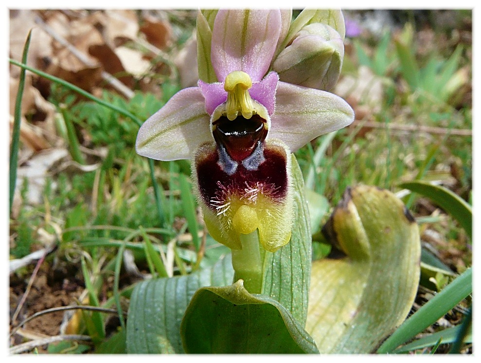 Ophrys tenthredinifera
